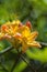 Flame Azalea Flowers