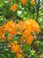 Flame Azalea - Rhododendron calendulaceum