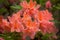 Flame azalea (Rhododendron calendulaceum).