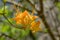 Flame Azalea - Rhododendron calendulaceum