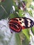 Flame butterfly on leaf