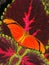 Flame Butterfly resting on Coleus