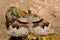 Flame carpet moth (Xanthorhoe designata)