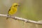 Flame-colored Tanager