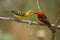 Flame-colored Tanager