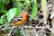 Flame-colored Tanager Piranga bidentata on a tree branch