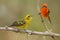 Flame-colored Tanagers