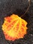 Flame coloured leaf