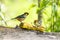 Flame-faced Tanager Eating 1