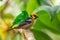 Flame-faced Tanager - Tangara parzudakii