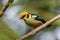 Flame-faced Tanager - Tangara parzudakii