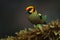 Flame-faced tanager, Tangara parzudakii, sitting on beautiful mossy branch. Bird from Mindo, Ecuador. Birdwatching in South