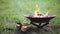 The flame of the fire burns in a metal fire bowl. A hearth with firewood for safe campfire outdoors. Warmth, comfort for gathering
