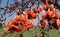 Flame of the Forest Butea Monosperma or Palash Flowers