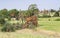 Flame of the Forest Palash Trees Date Palm Trees during the month of March in India