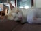 Flame point siamese Ayden 100