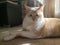 Flame point siamese Ember 1