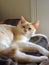 Flame point siamese Ember 1