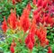 Flame red Celosia Flower