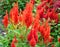 Flame red Celosia Flower