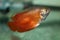 Flame red Dwarf Gourami aquarium fish