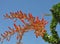 Flame red ocotillo blooms bursting from lush green branch 