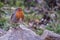 Flame robin bird