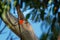 Flame Robin - Petroica phoenicea - australian brightly red small song bird, Tasmania, southern and eastern Australia