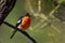 Flame Robin - Petroica phoenicea - australian brightly red small song bird, Tasmania, southern and eastern Australia