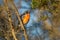 Flame Robin - Petroica phoenicea - australian brightly red small song bird, Tasmania, southern and eastern Australia