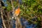 Flame Robin - Petroica phoenicea - australian brightly red small song bird, Tasmania, southern and eastern Australia