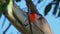 Flame Robin - Petroica phoenicea - australian brightly red small song bird, Tasmania, southern and eastern Australia