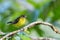 Flame-rumped Tanager - Ramphocelus flammigerus