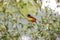Flame-rumped tanager (Ramphocelus flammigerus) perched on a tiny branch against blurred natural background, El Rosario,