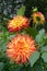 Flame semi-cactus Dahlia Bicolor yellow and red petals