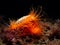 Flame Shell, Limaria hians. Loch Carron, Scotland