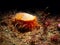 Flame Shell, Limaria hians. Loch Carron, Scotland