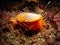 Flame Shell, Limaria hians. Loch Carron, Scotland