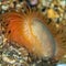 Flame shell. Loch Carron, Scotland