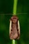 Flame shoulder moth (Ochropleura plecta)