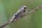 Flame shoulder sitting on grass in field