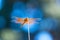 Flame Skimmer Dragonfly