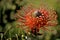 Flame Spike Leucospermum cordifolium