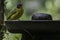 Flame Throated Bulbul bird