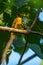 Flame-throated Bulbul perched atop a tree branch, its vibrant orange throat shining in the sunlight