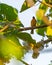 Flame-throated Bulbul perched atop a tree branch, its vibrant orange throat shining in the sunlight