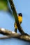 Flame-throated Bulbul perched atop a tree branch, its vibrant orange throat shining in the sunlight