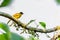 Flame-throated Bulbul perched atop a tree branch, its vibrant orange throat shining in the sunlight