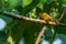 Flame-throated Bulbul perched atop a tree branch, its vibrant orange throat shining in the sunlight