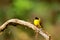 Flame Throated Bulbul, Pycnonotus gularis, Ganeshgudi, Karnataka,